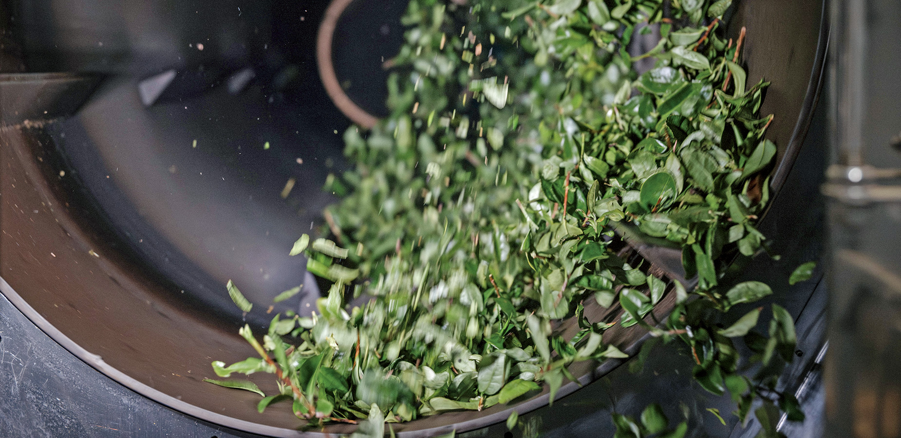 特集「釜炒り茶」
