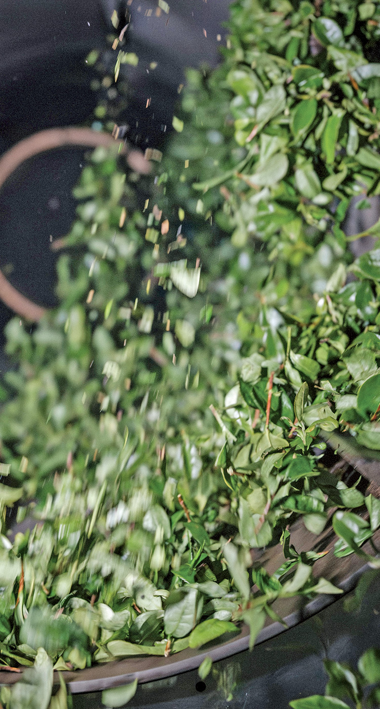 特集「釜炒り茶」