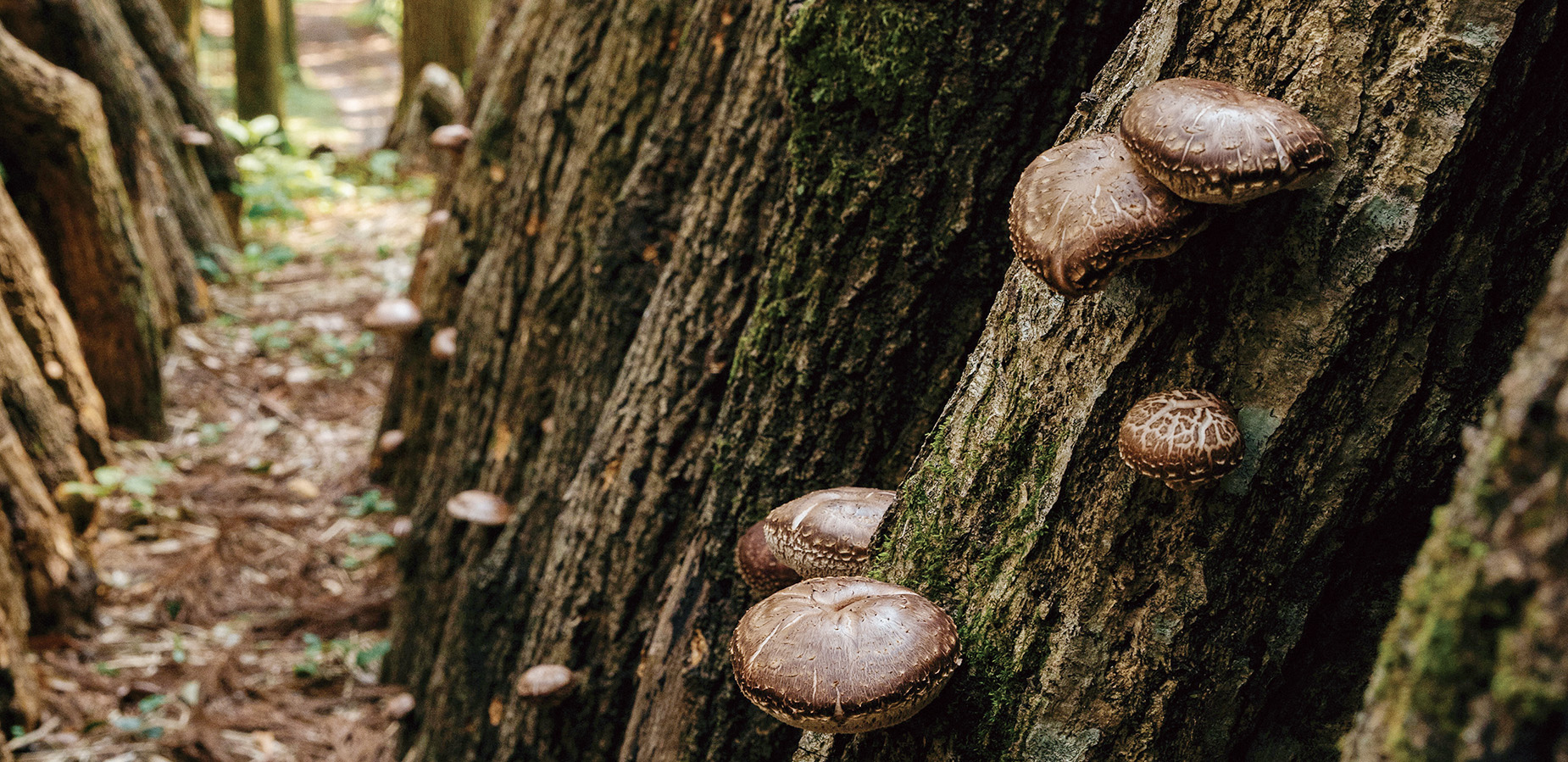 特集「乾椎茸」